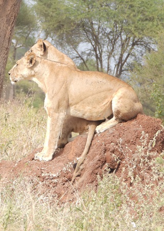 Africa Explore Tours and Safaris